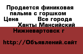 Продается финиковая пальма с горшком › Цена ­ 600 - Все города  »    . Ханты-Мансийский,Нижневартовск г.